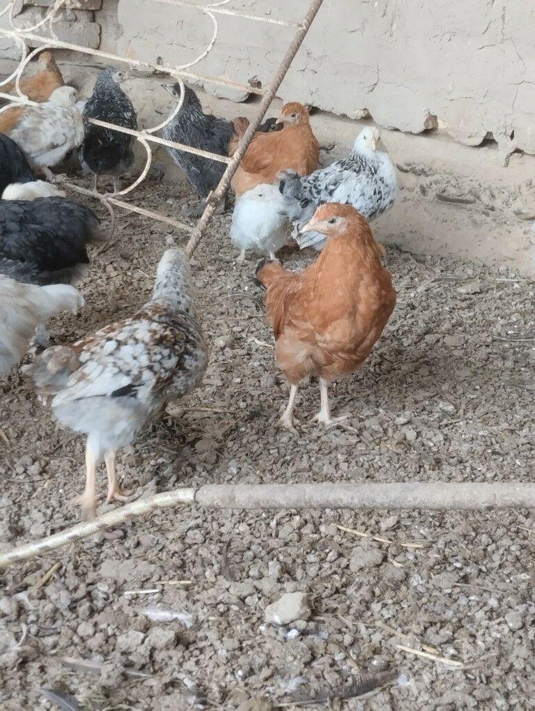 yerli jujeler - Sakarçäge - img 1