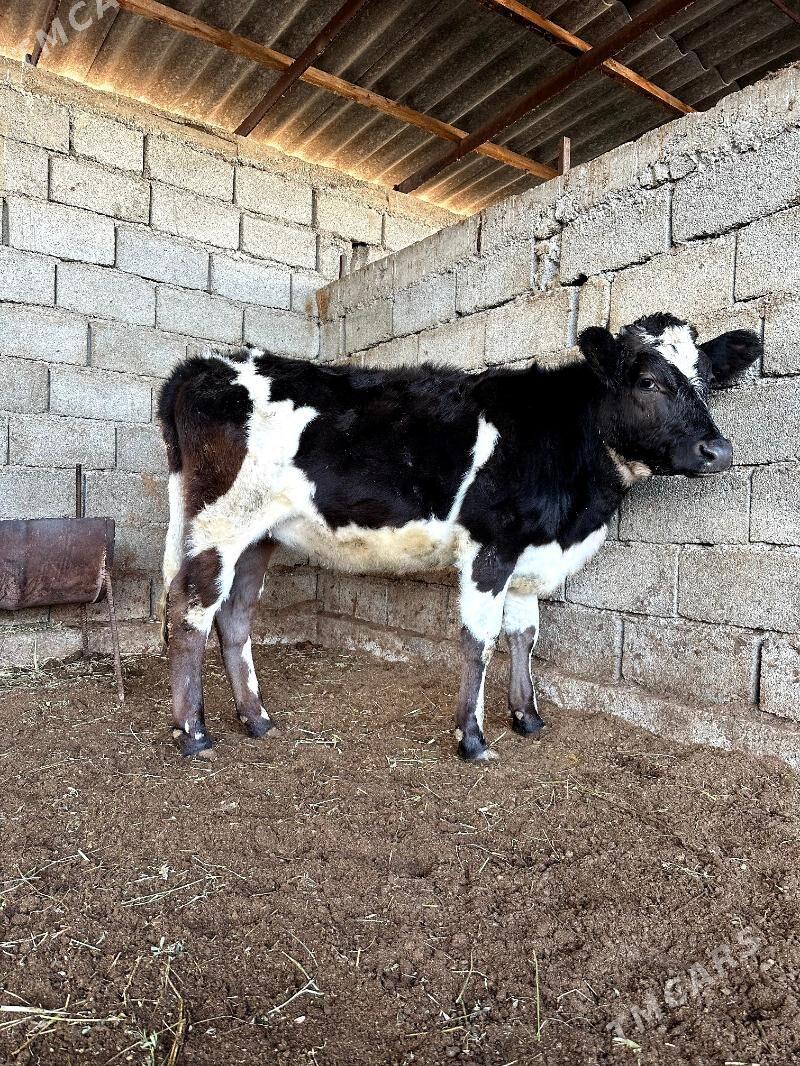 GARALA GALISDEYN GBTIT TÜWE - Gökdepe - img 1