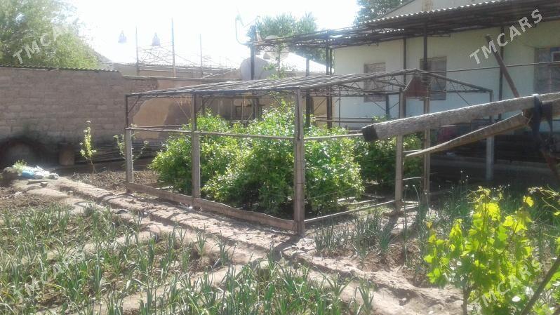 satlyk jay - Tejen - img 1