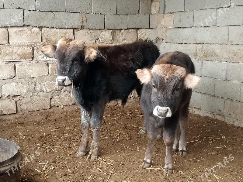 2 öküzçe - Гызыларбат - img 1