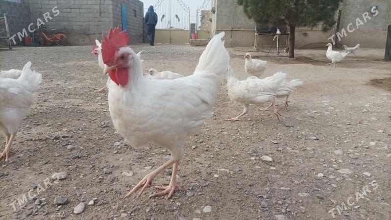 Horaz - Gumdag - img 1