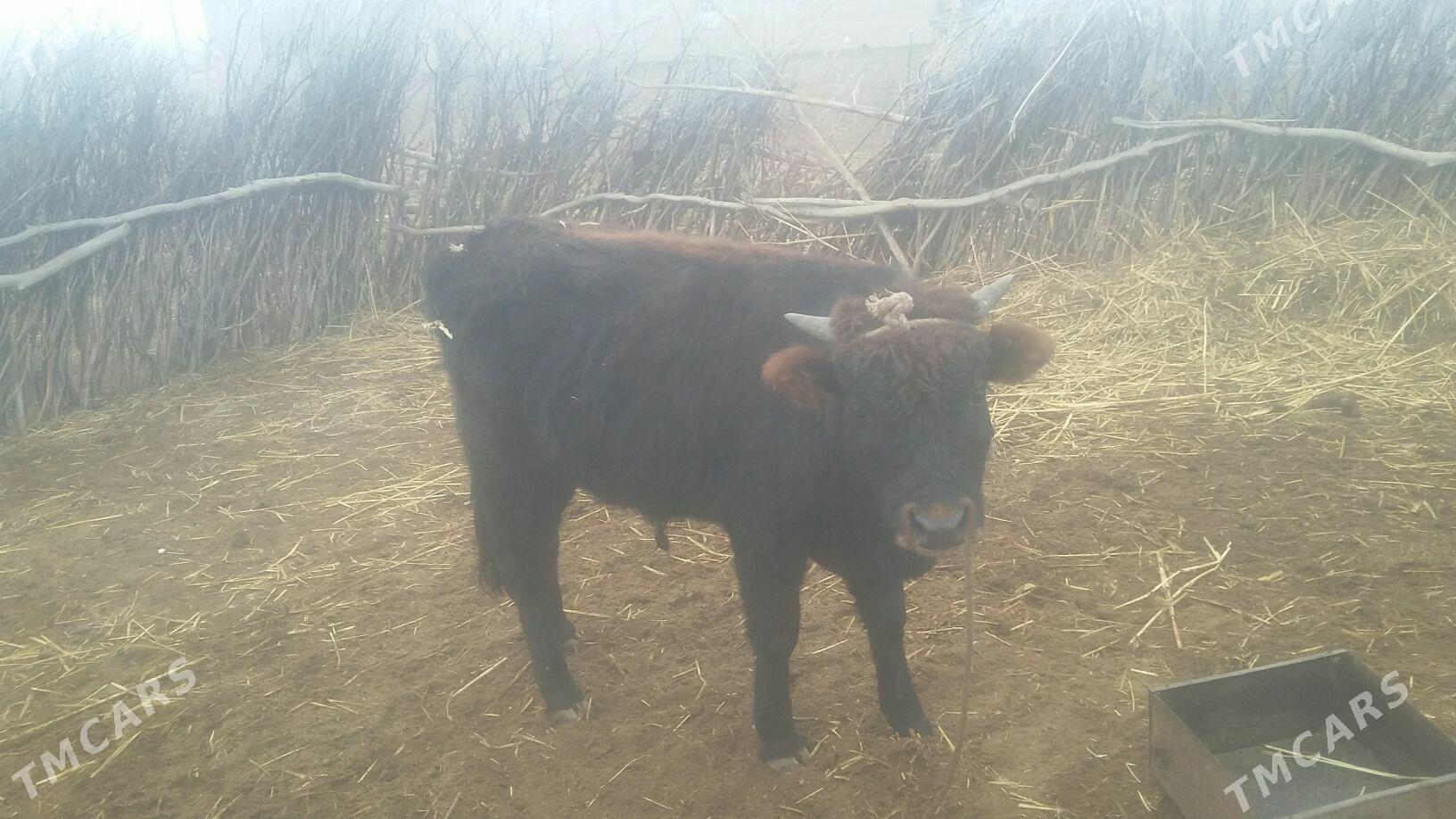 Öküz - Köneürgenç - img 1