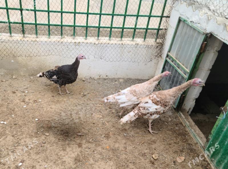 induk - Gyzylarbat - img 1