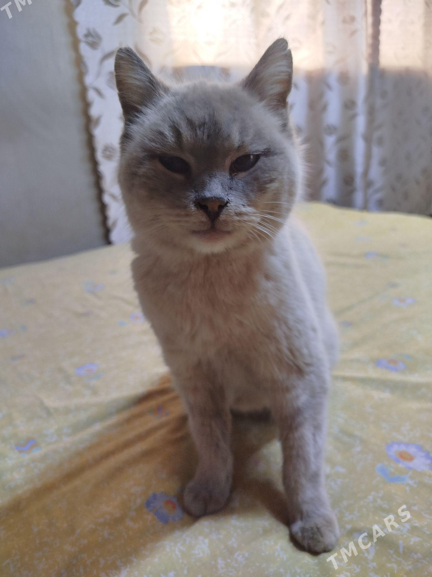 кошка - Туркменабат - img 1