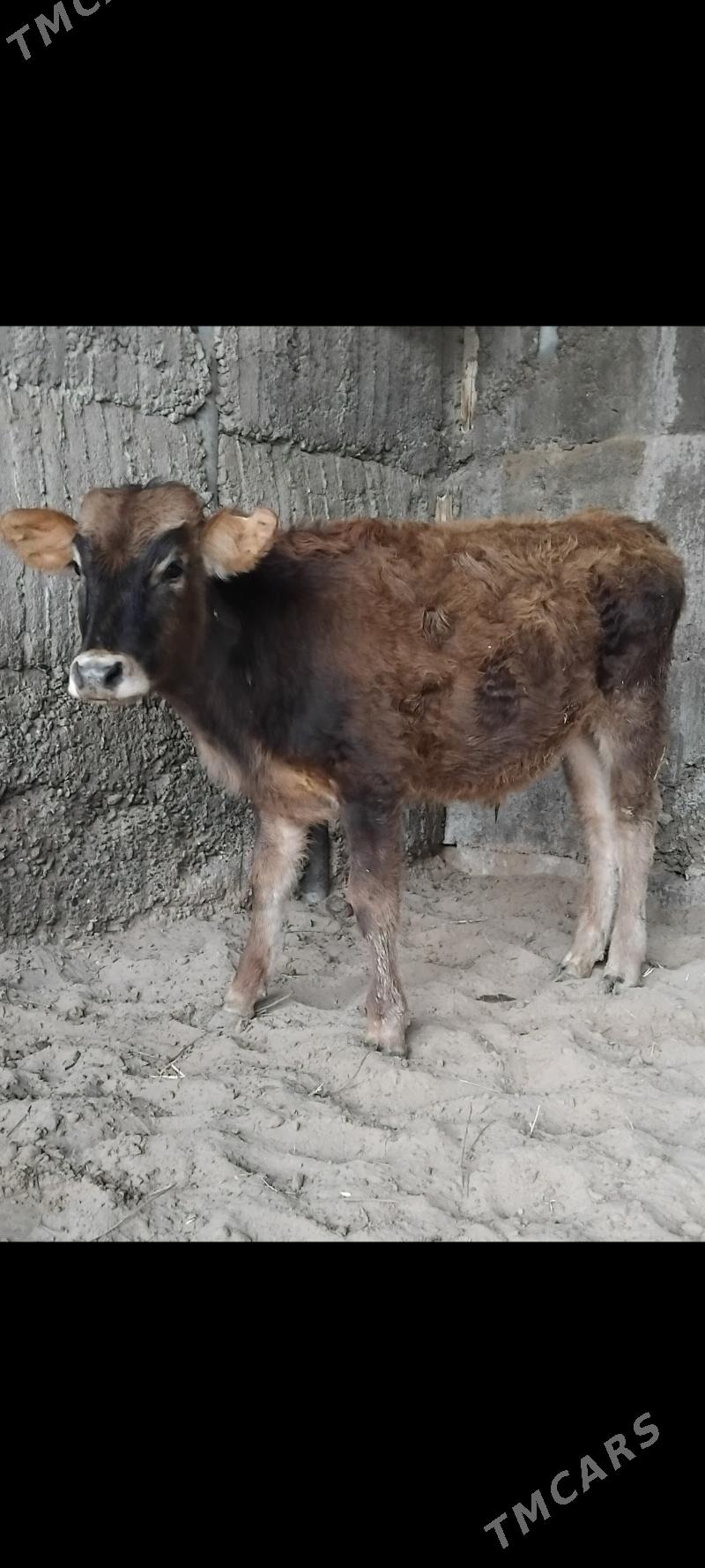 OKUZ TUWE - Büzmeýin - img 1