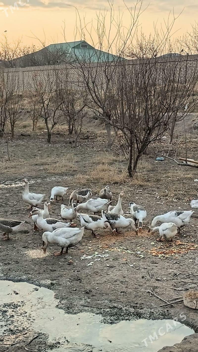 Хаз - Daşoguz - img 1