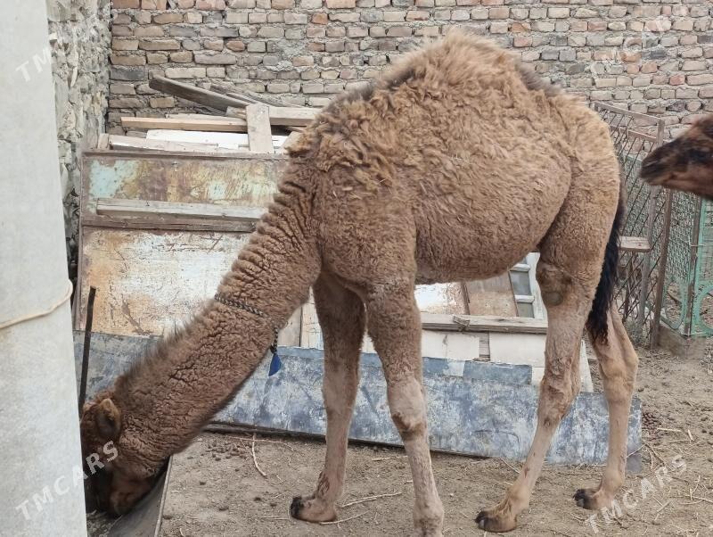 Duye ,torymlar - Bereket - img 1