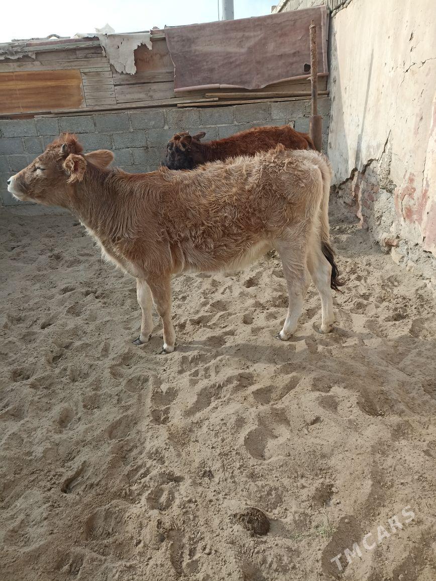 gacar - Гумдаг - img 1