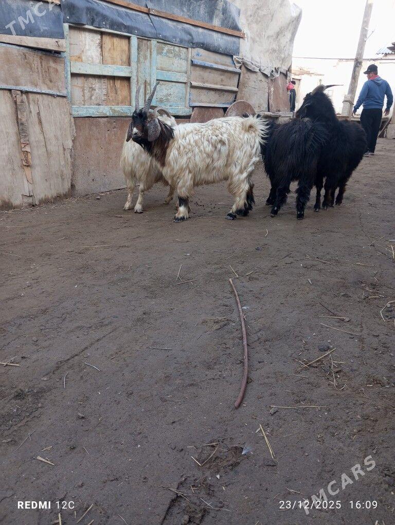 serke we geçi - Фарап - img 1