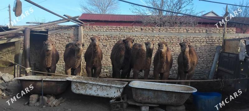 OGŞUKLAR - Bereket - img 1