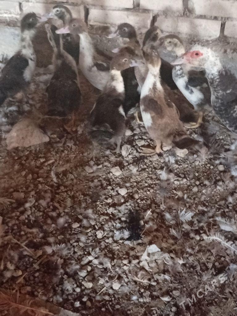 induk indautga - Mary - img 1