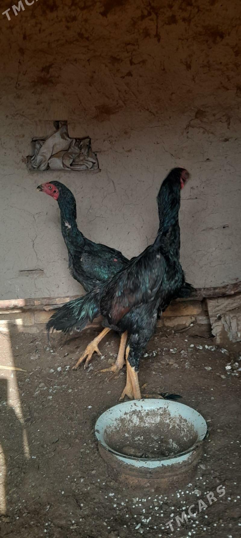 juje - Akdepe - img 1