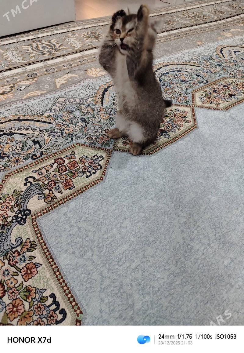 Шиншила пишижек - Balkanabat - img 1