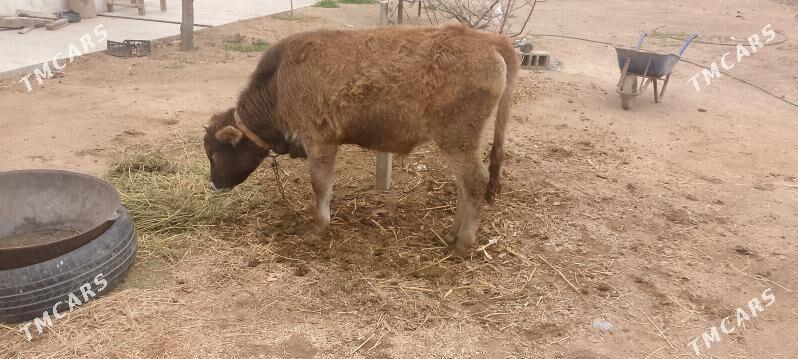 okuz - Гёкдепе - img 1