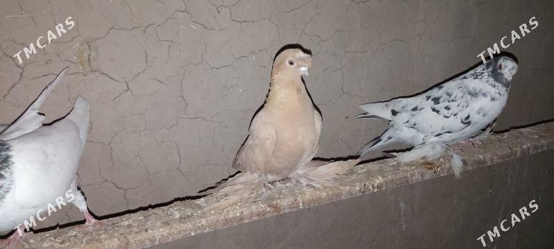 Kepderi - Mary - img 1