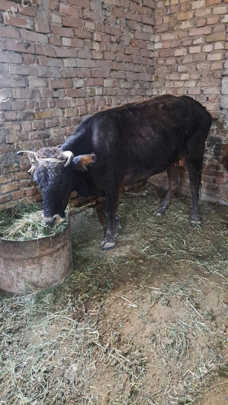 gölöli  sygyr - Гызыларбат - img 1