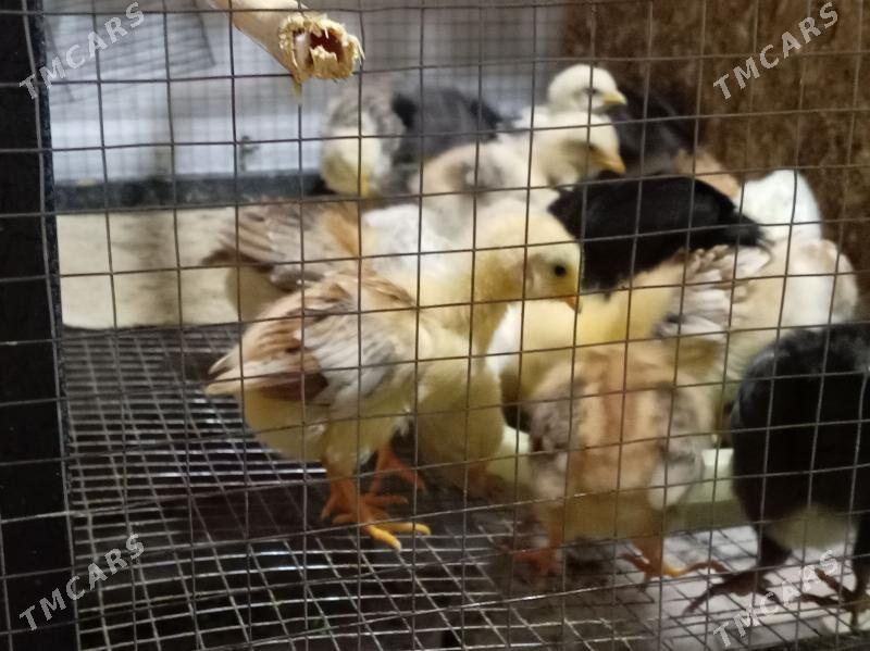 Цыплята - Türkmenabat - img 1