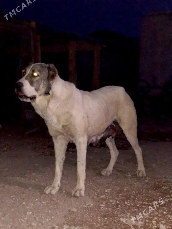 Bagira - Balkanabat - img 1