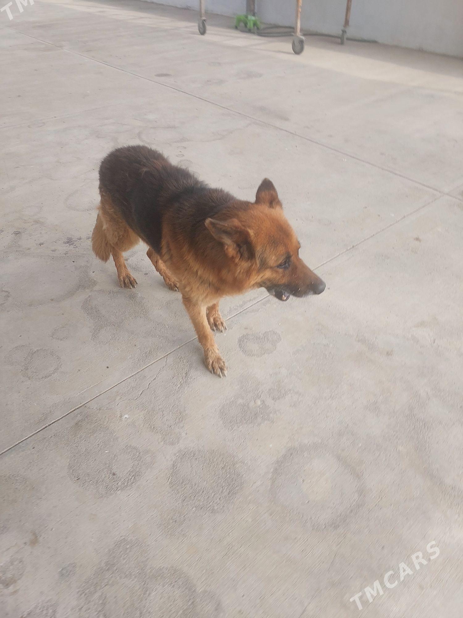 owcarka kopek - Änew - img 1