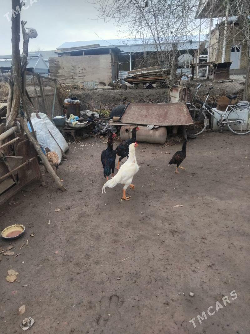 parodahoroz - Mary - img 1