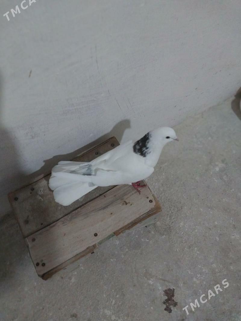 kepderi - Гызыларбат - img 1