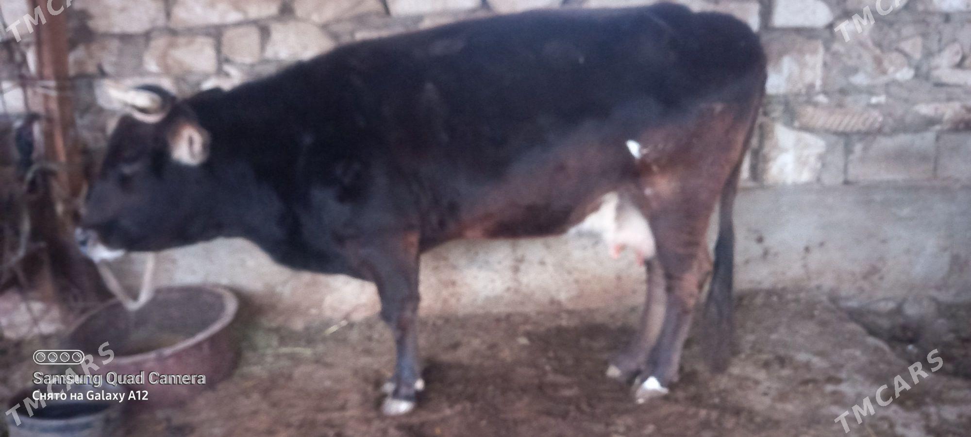 sgr gacar - Гумдаг - img 1