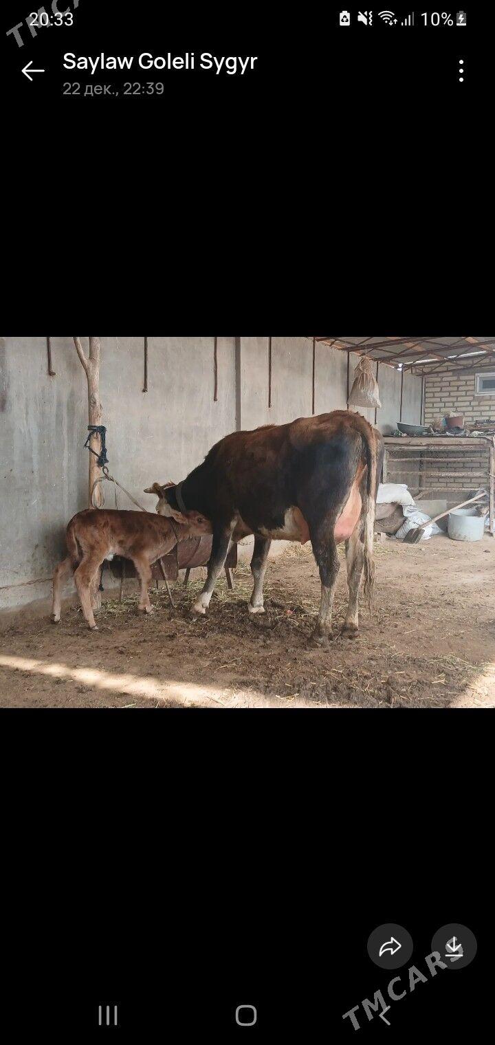 saglyk sygyr - Sakar - img 1