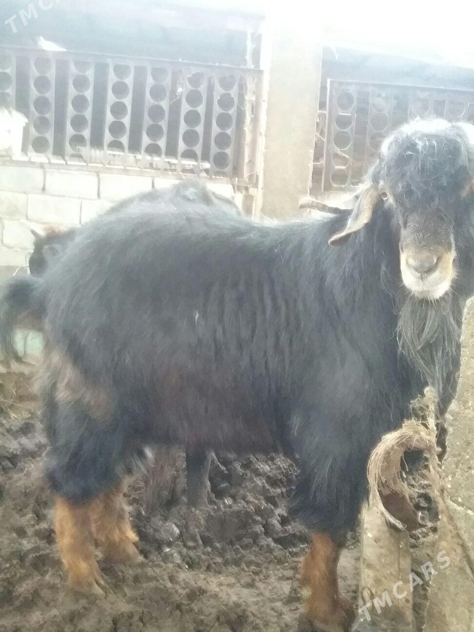 erkeç,,ýas, - Ак-Бугдайский этрап - img 1