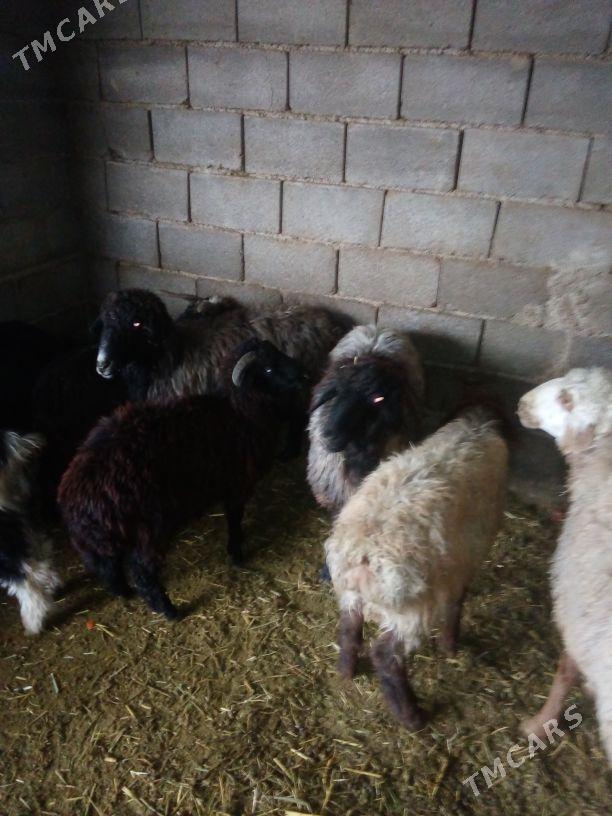 GOŶUN GEÇI - Bäherden - img 1