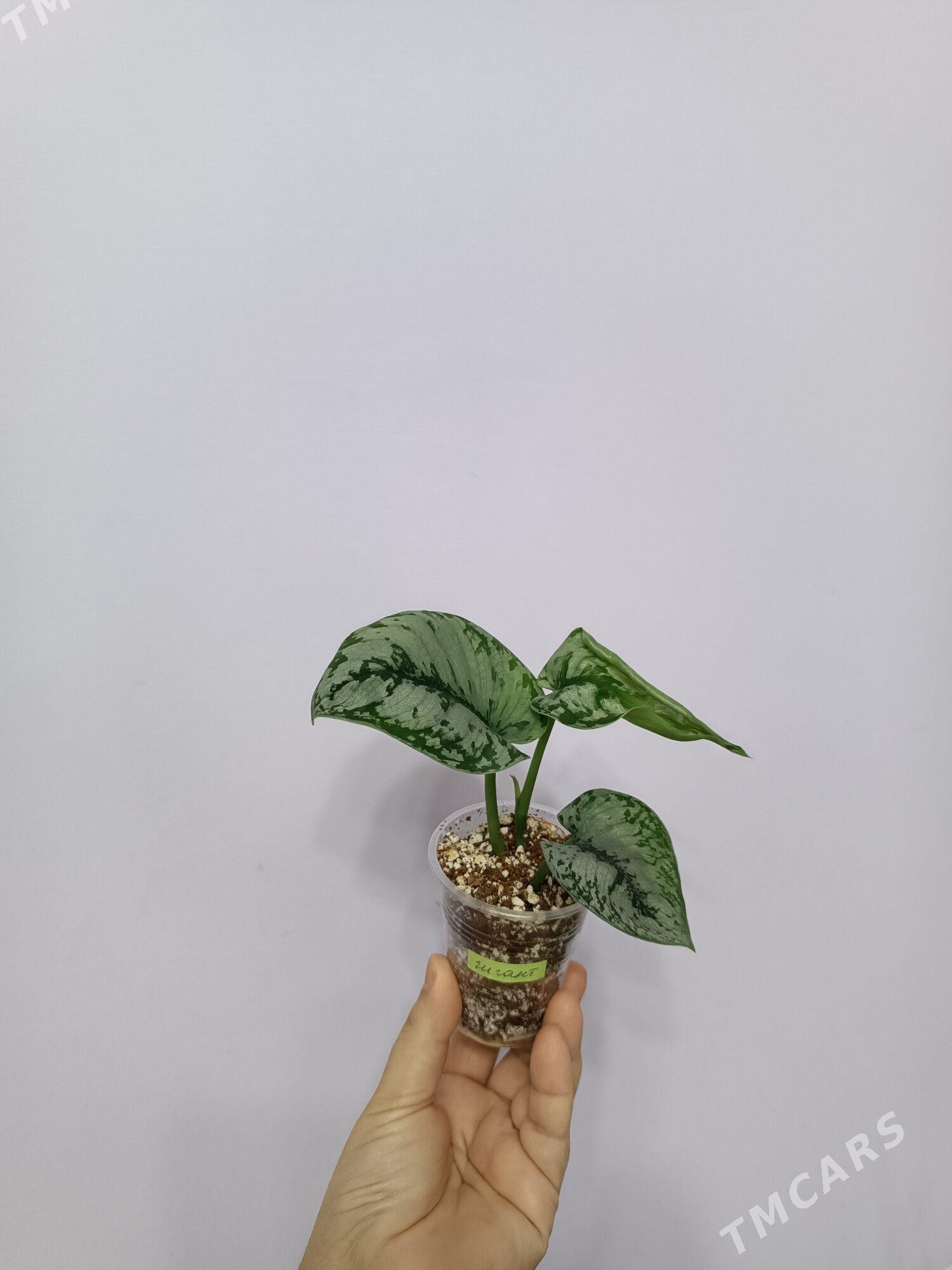 СЦИНДАПСУС ПИКТУС - Aşgabat - img 1