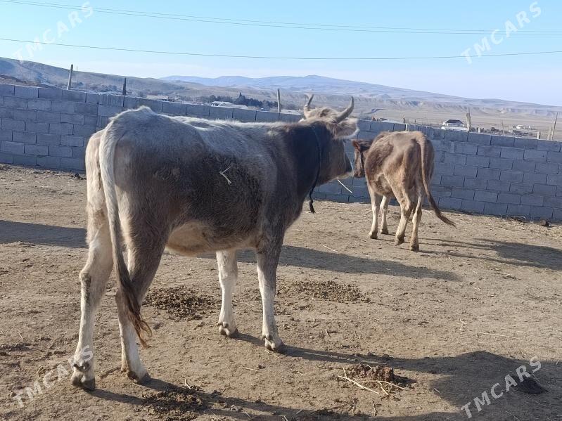 agyr bogaz sygyr - Bäherden - img 1
