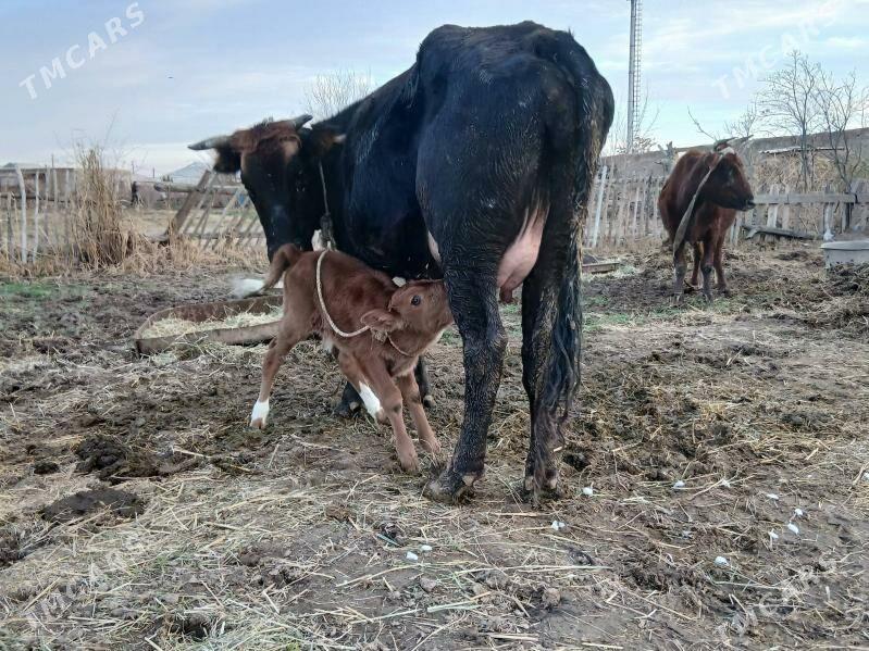 gõleli sygyr. - Wekilbazar - img 1