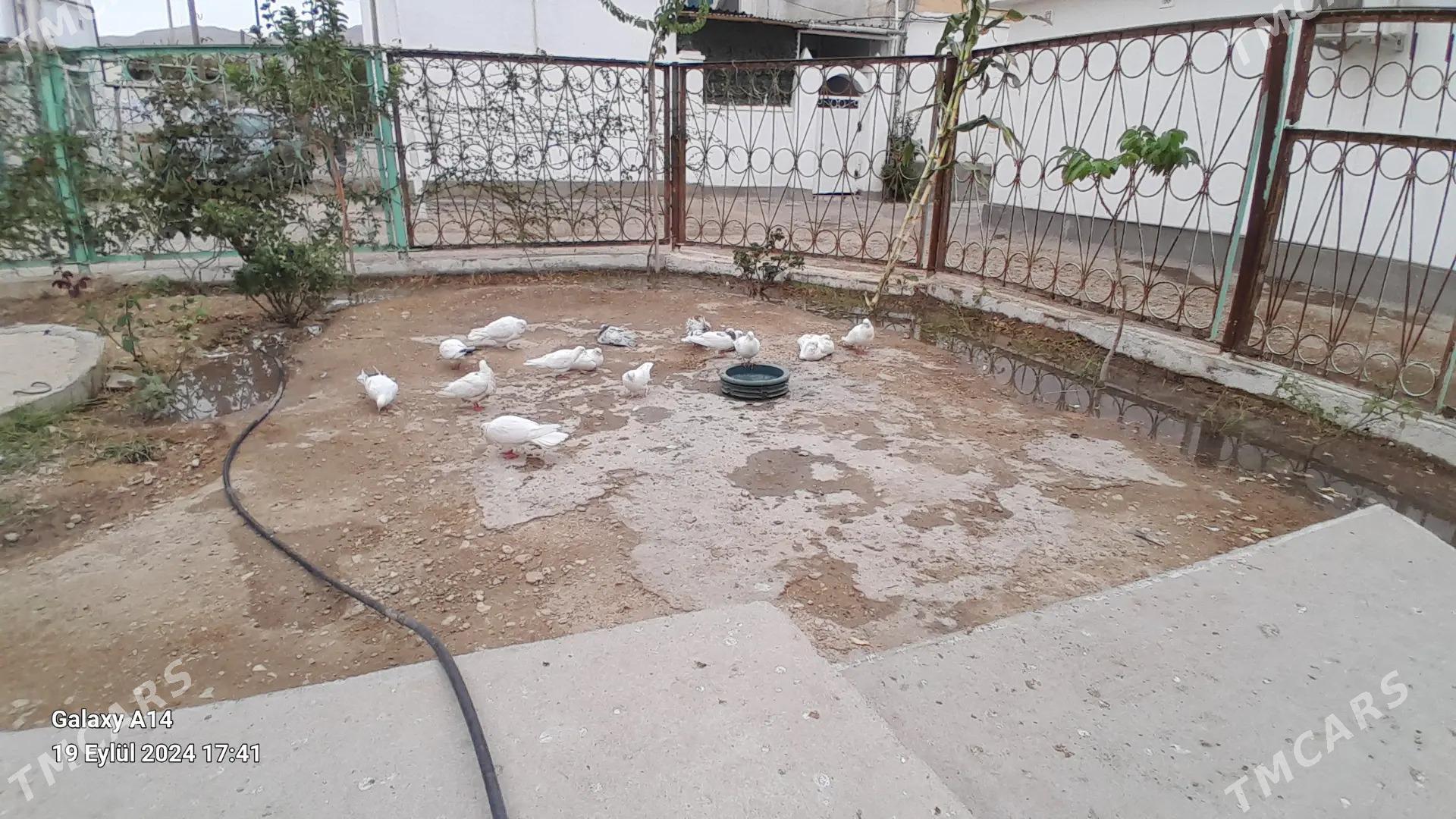 Satlyk rasotga - Balkanabat - img 1