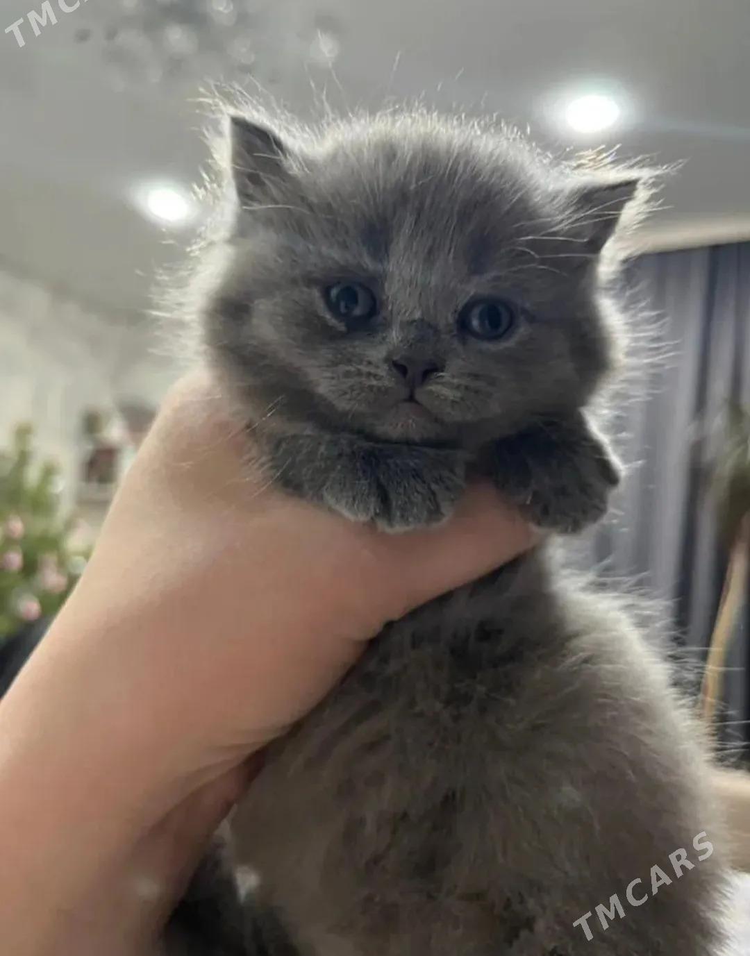 котёнок - Ашхабад - img 1