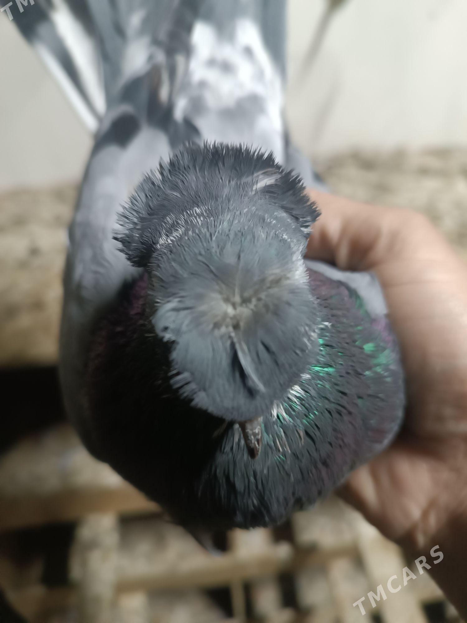 Kepderi - Мары - img 1