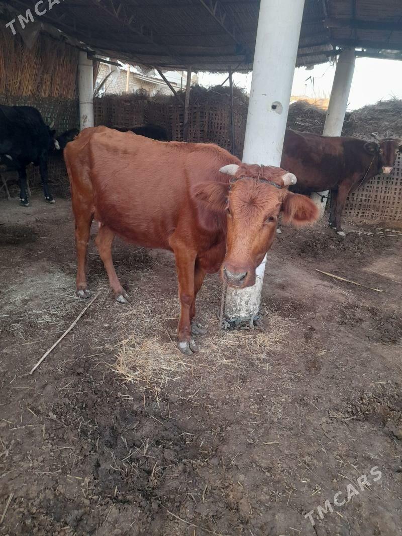 göleli sygyr - Мары - img 1