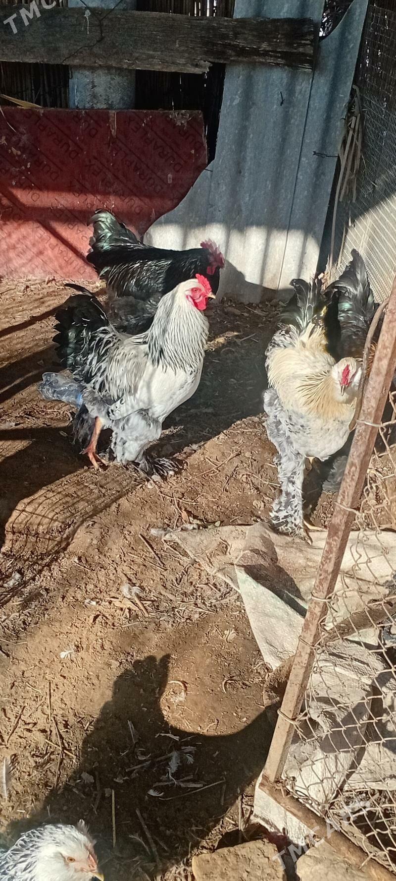 balakly towuk - Murgap - img 1