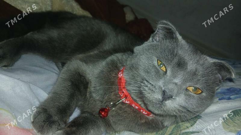 wislouşka pişik - Türkmenabat - img 1