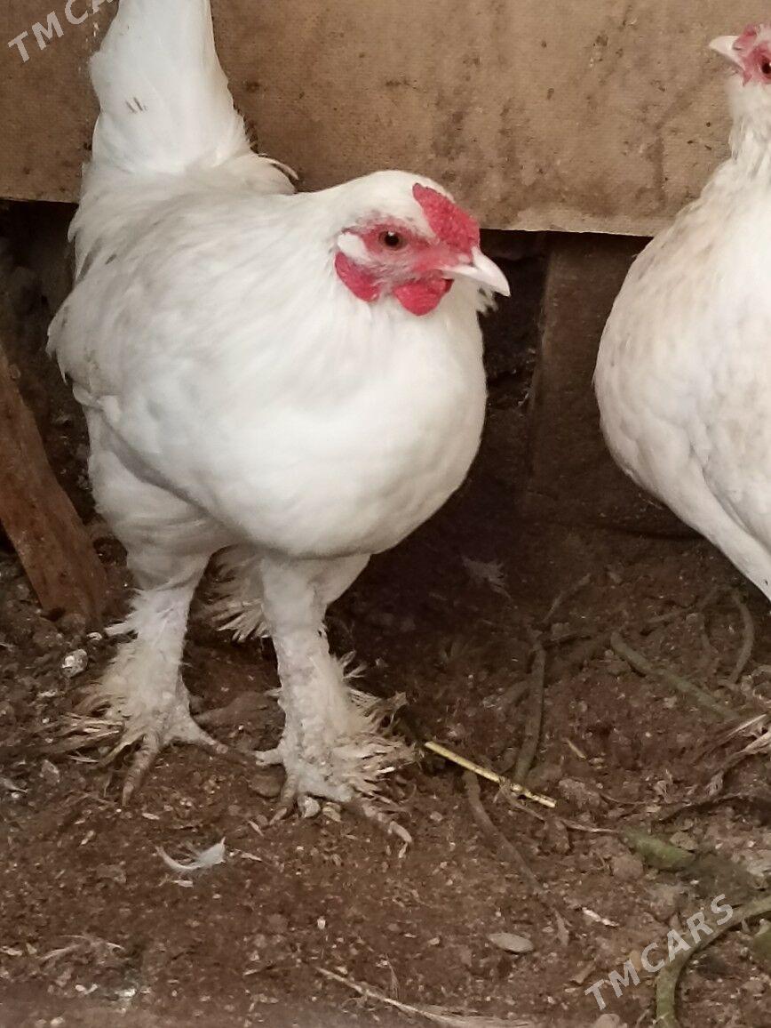 karlik - Çärjew - img 1