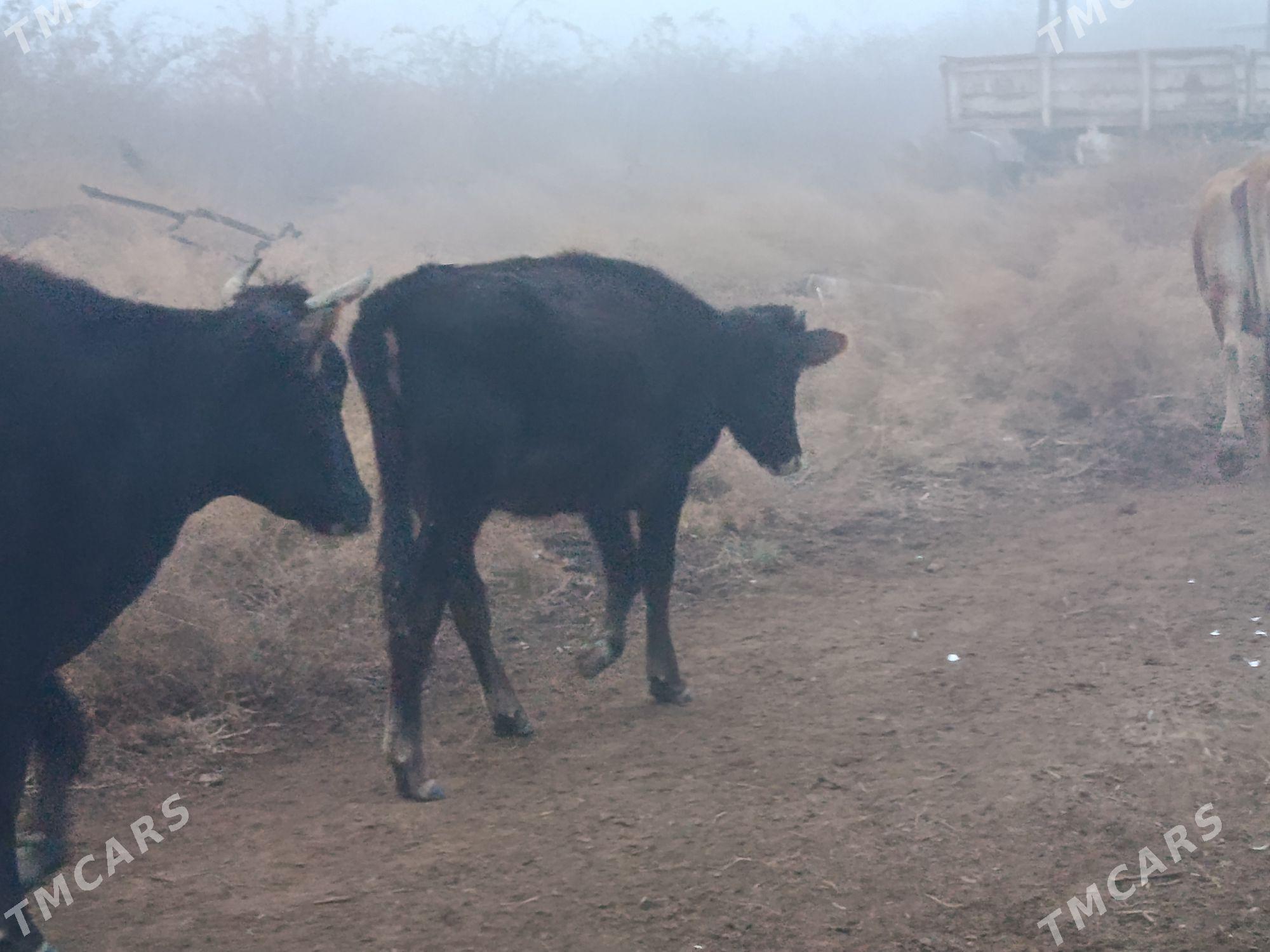 Tuwe - Теджен - img 1