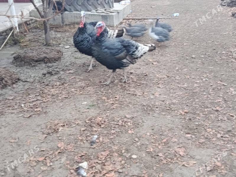 Induk - Гёкдепе - img 1