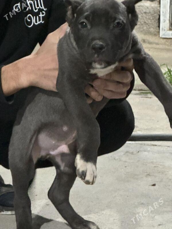 ORGINAL PITBULL - Багир - img 1