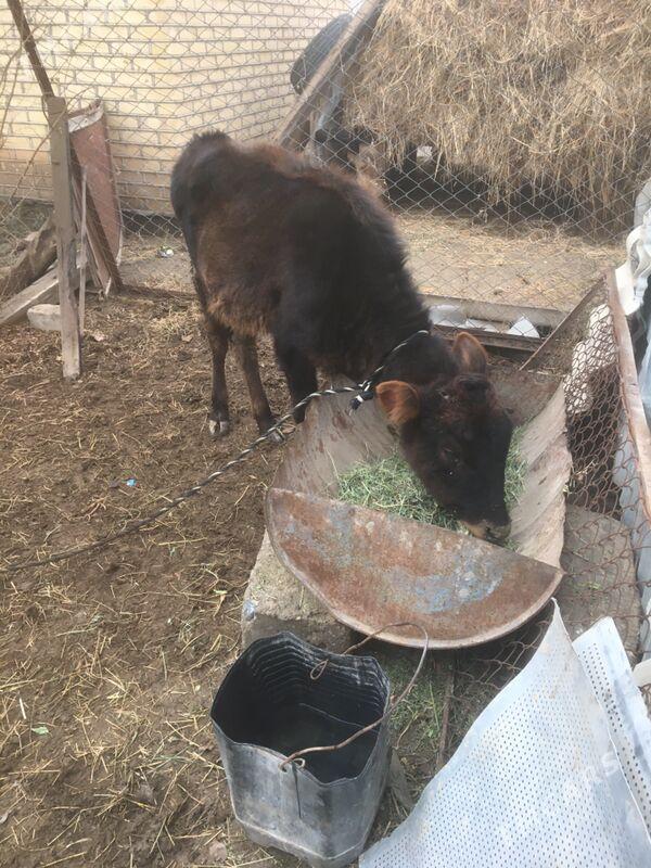 Gulajyn gole - Сакарчага - img 1