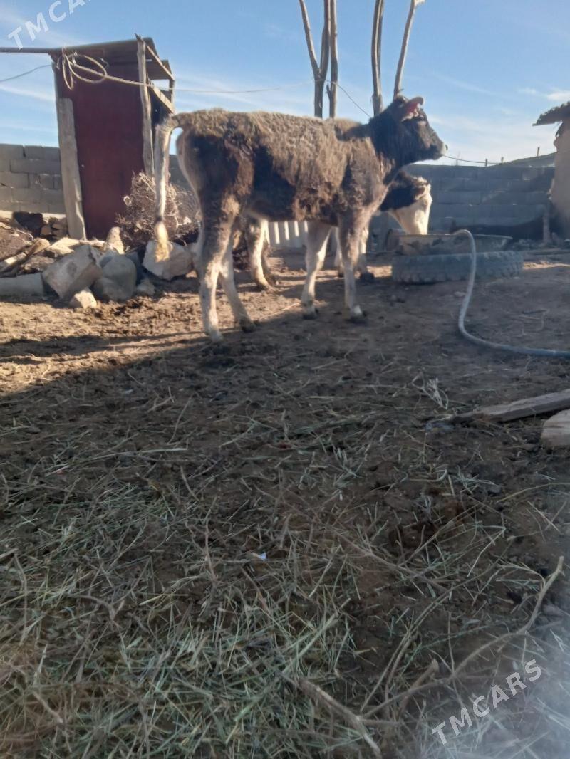 tuwe - Bäherden - img 1