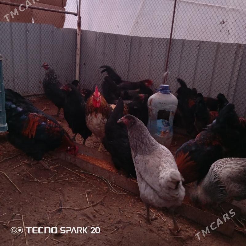 Horaz - Türkmengala - img 1