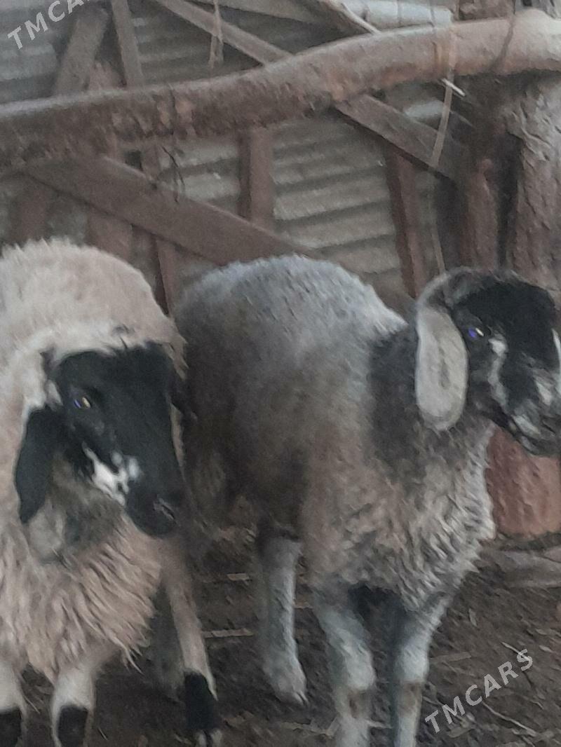 goyun - Чарджоу - img 1