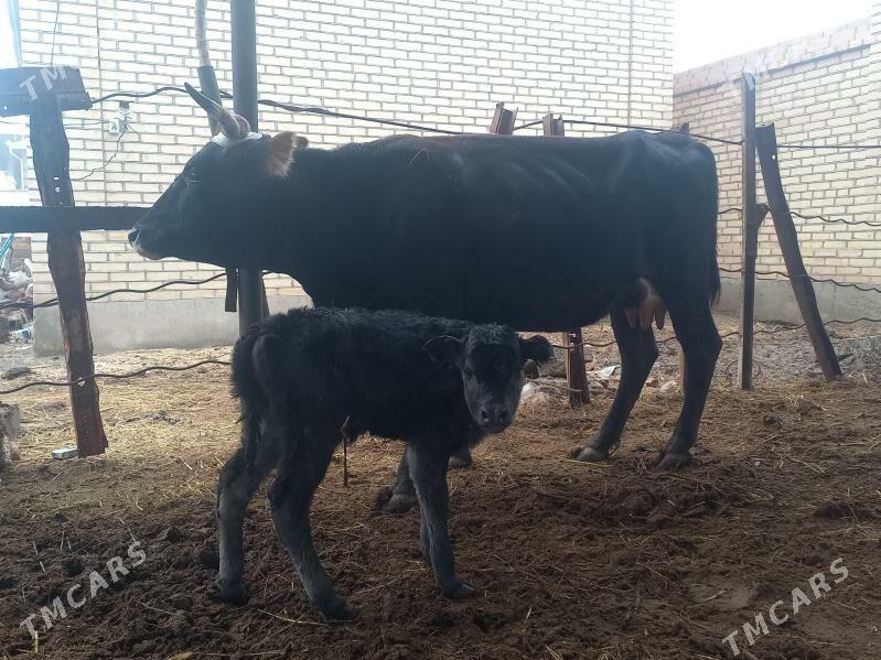 göleli. - Wekilbazar - img 1