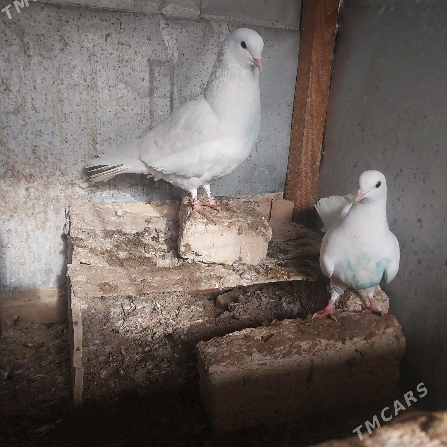 KEPDERI - Murgap - img 1