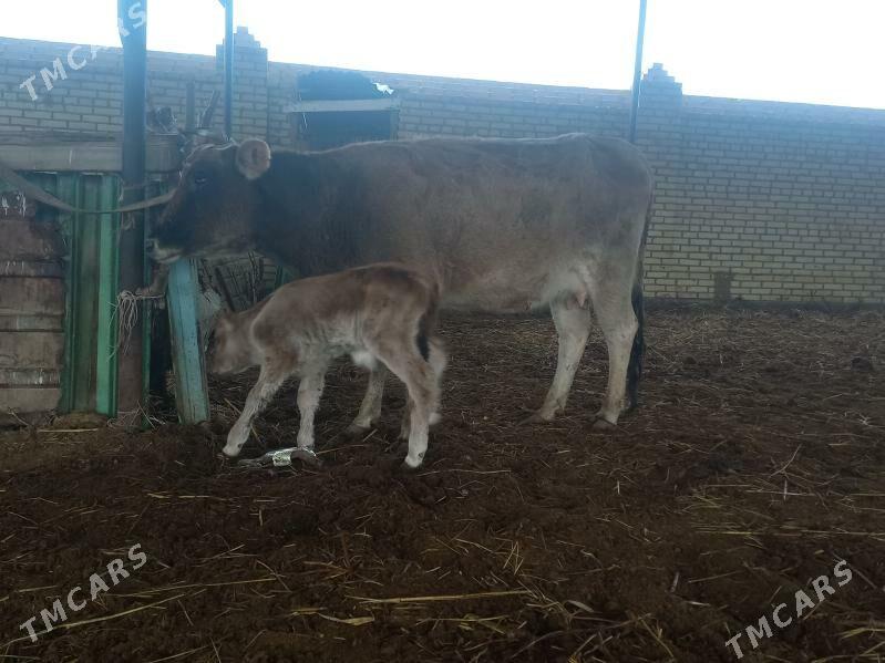 göleli. - Wekilbazar - img 1