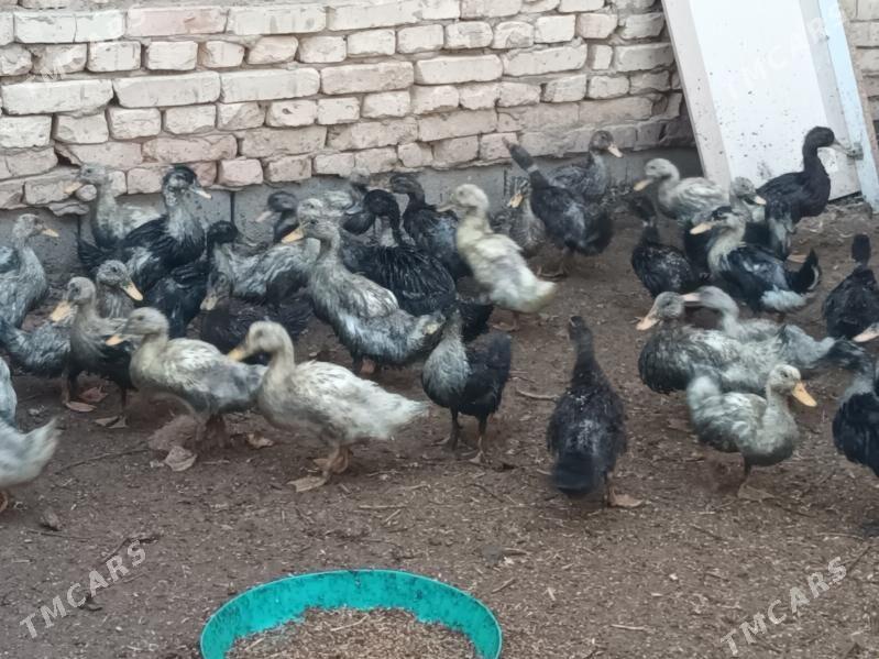 Gak gak - Кака - img 1